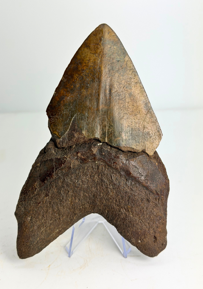 Dent de mégalodon volcanique ''Core of Darkness'' - 15 cm