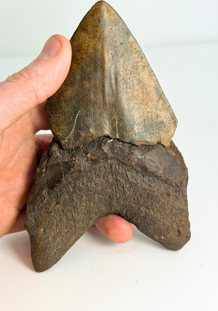 Diente de Megalodon volcánico ''Core of Darkness'' - 15 cm