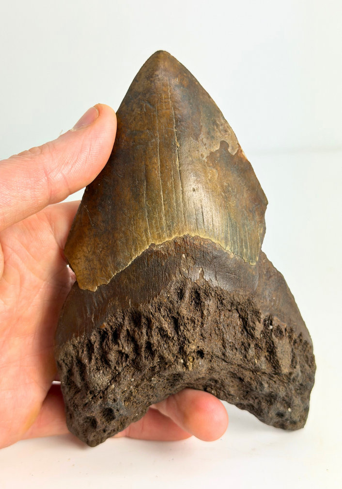 Dent de mégalodon volcanique ''Core of Darkness'' - 15 cm