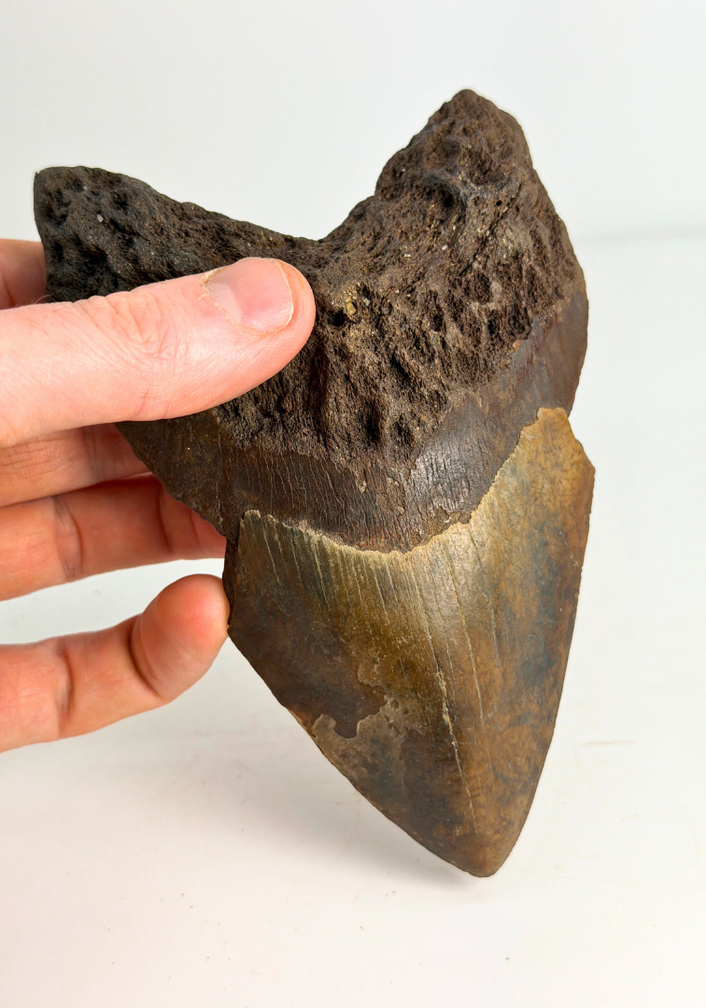 Dente di Megalodon vulcanico ''Core of Darkness'' - 15 cm