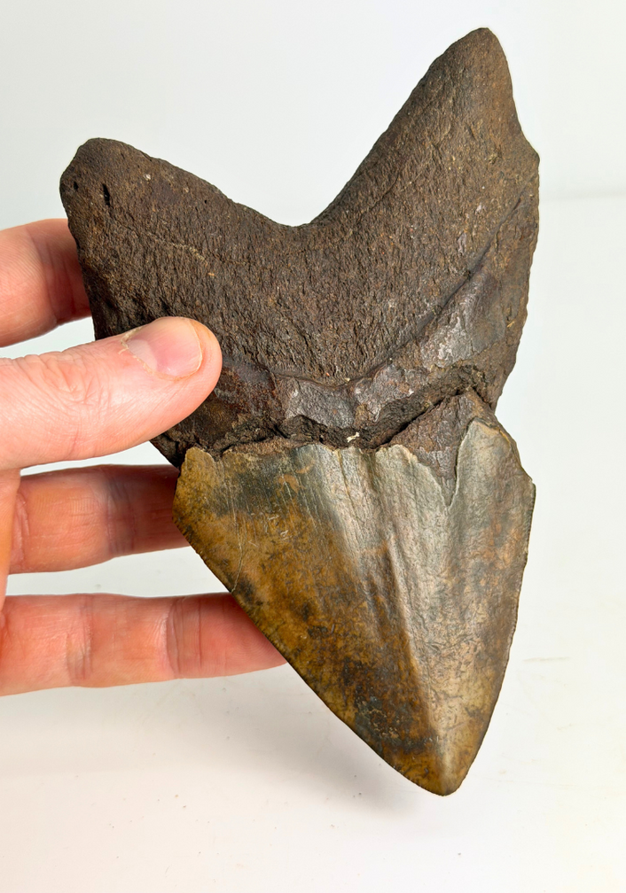 Dente di Megalodon vulcanico ''Core of Darkness'' - 15 cm