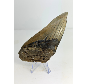 Megalodon Tooth "The Tool" (US) - 14,6 cm