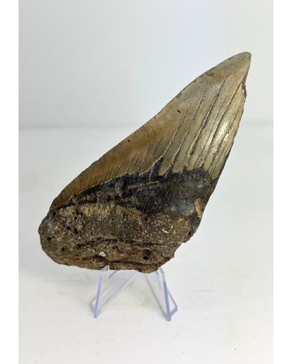 Megalodon Tand "The Tool" (VS) - 14,6 cm