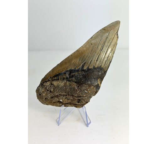 Megalodon Tooth "The Tool" (US) - 14,6 cm