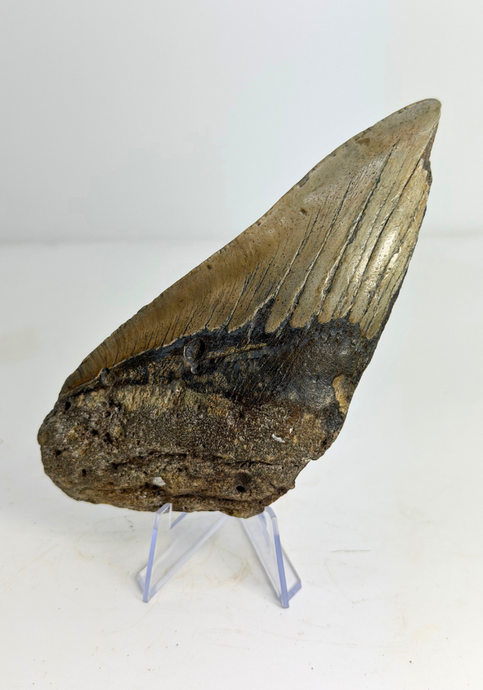 Diente de megalodón "The Tool" (US) - 14,6 cm