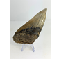 Megalodon Tooth "The Tool" (US) - 14,6 cm