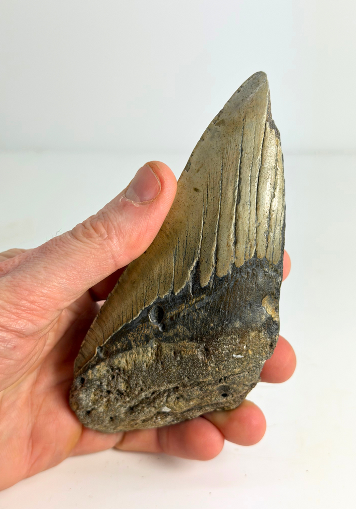Megalodon Tooth "The Tool" (US) - 14,6 cm