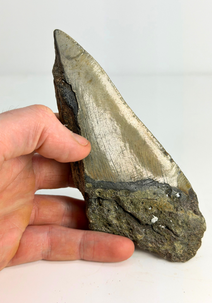 Megalodon Tooth "The Tool" (US) - 14,6 cm