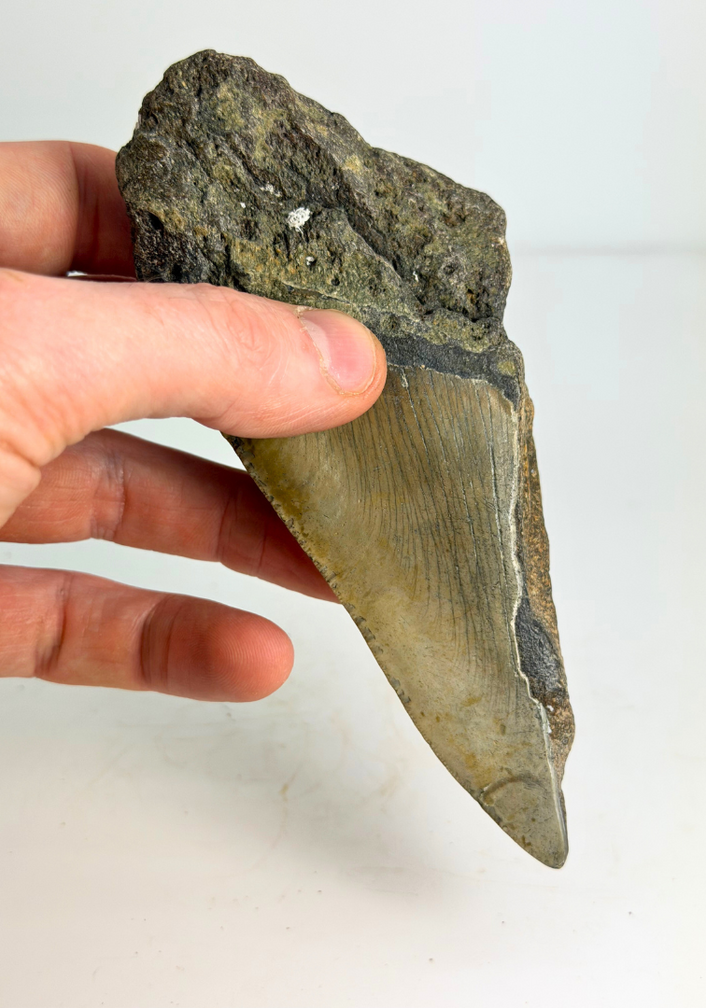 Dent de mégalodon "The Tool" (US) - 14,6 cm