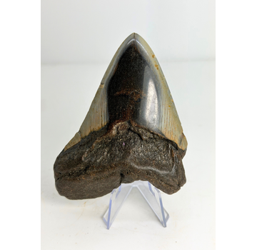 Megalodon tooth "Crest of Clerics" (US) - 11,5 cm
