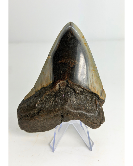 Megalodon tooth "Crest of Clerics" (US) - 11,5 cm