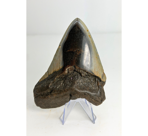 Diente de Megalodon "Crest of Clerics" (US) - 11,5 cm