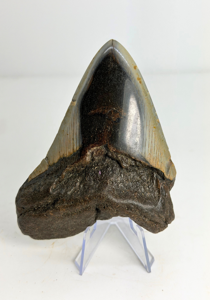 Diente de Megalodon "Crest of Clerics" (US) - 11,5 cm