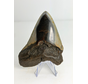 Megalodon tooth "Crest of Clerics" (US) - 11,5 cm