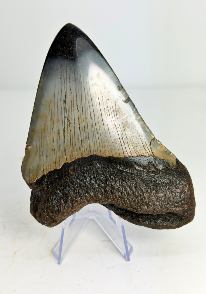 Dente di Megalodon "Crest of Clerics" (USA) - 11,5 cm