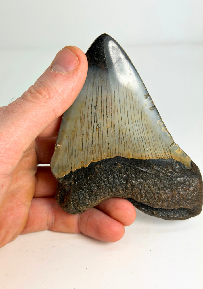 Diente de Megalodon "Crest of Clerics" (US) - 11,5 cm