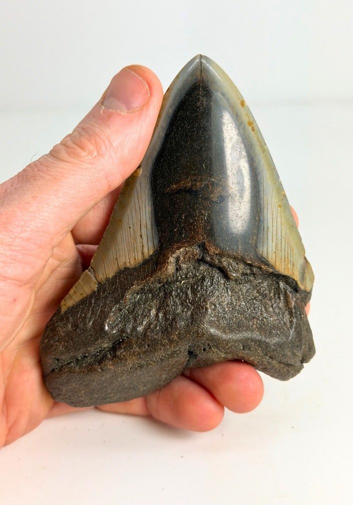 Megalodon-zahn "Crest of Clerics" (US) - 11,5 cm