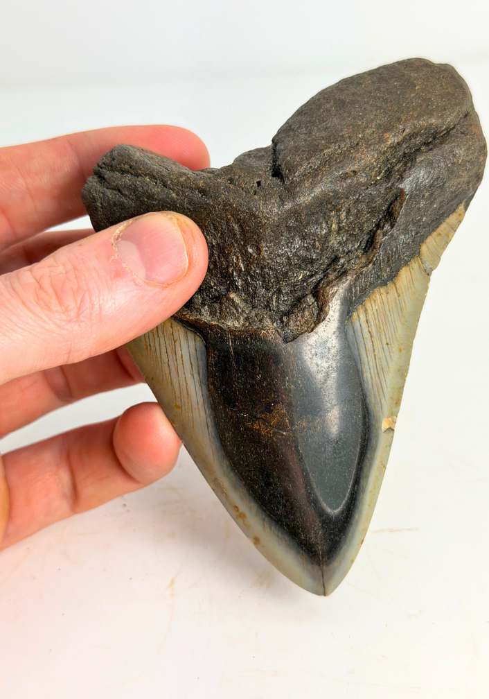 Diente de Megalodon "Crest of Clerics" (US) - 11,5 cm