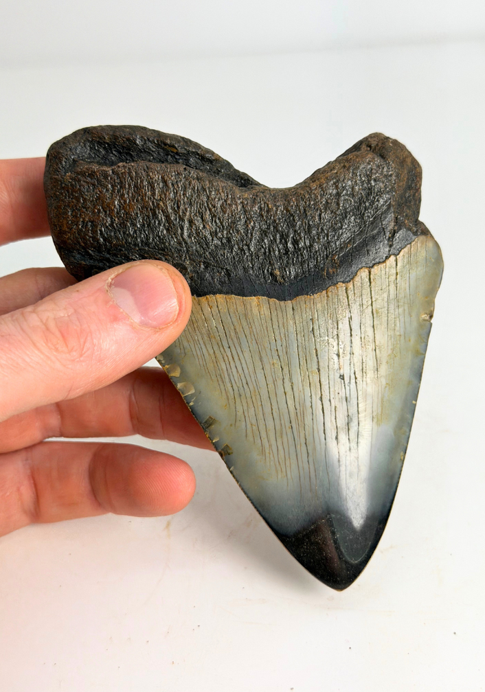 Dent de mégalodon "Crest of Clerics" (US) - 11,5 cm