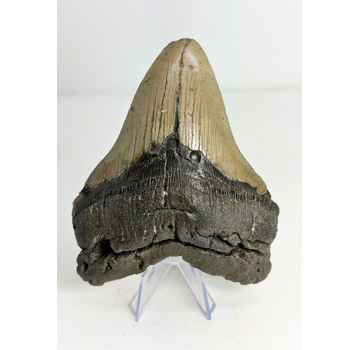 Megalodon tooth "Monster of Legends" (US) - 13,4 cm