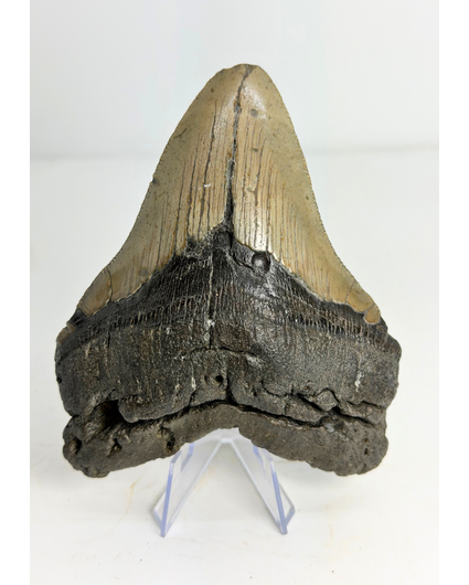Diente de Megalodon "Monster of Legends" (US) - 13,4 cm