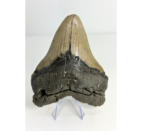 Megalodon tand "Monster of Legends" (VS) - 13,4 cm