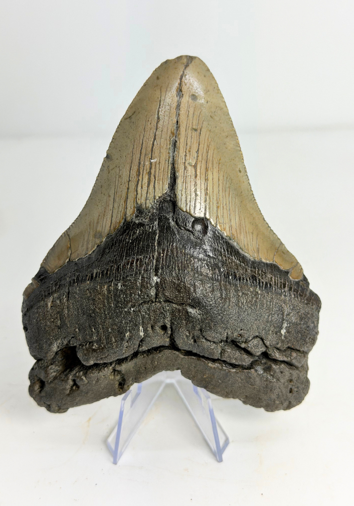 Megalodon tooth "Monster of Legends" (US) - 13,4 cm