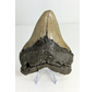 Megalodon-Zahn "Monster of Legends" (US) - 13,4 cm