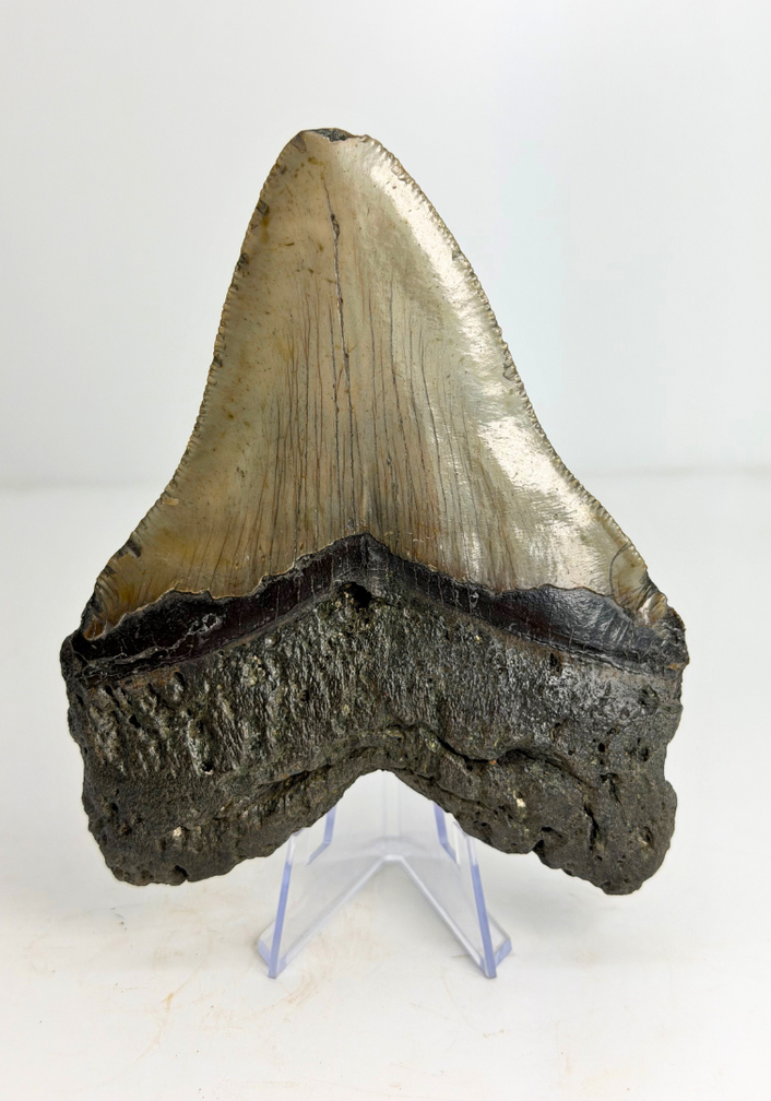 Dente di Megalodon "Monster of Legends" (USA) - 13,4 cm