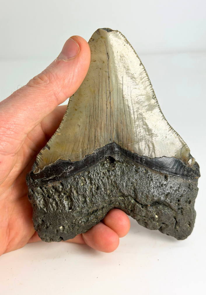 Megalodon tand "Monster of Legends" (VS) - 13,4 cm