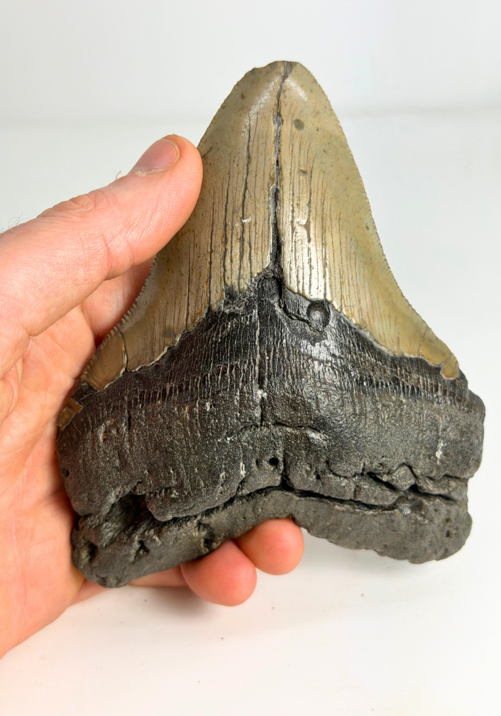 Dent de Megalodon "Monster of Legends" (US) - 13,4 cm