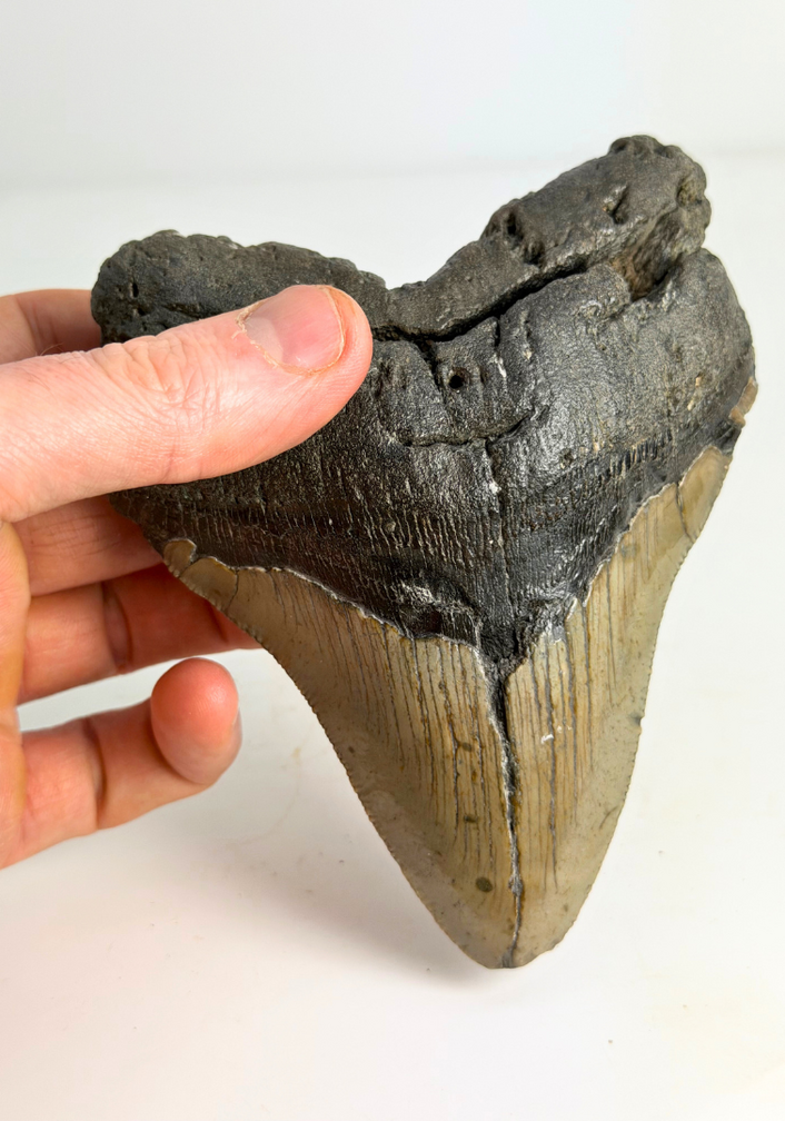 Dente di Megalodon "Monster of Legends" (USA) - 13,4 cm