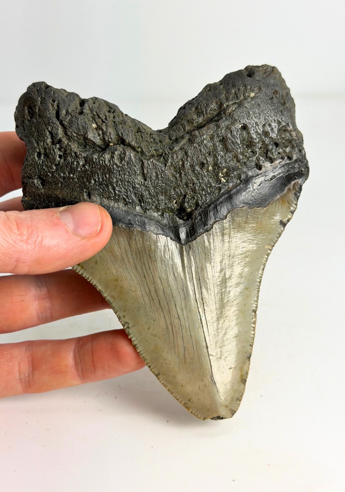 Megalodon tand "Monster of Legends" (VS) - 13,4 cm