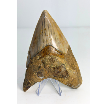 Diente de Megalodon ''Dragon of White Veil'' (Indonesia) -  14,2 cm
