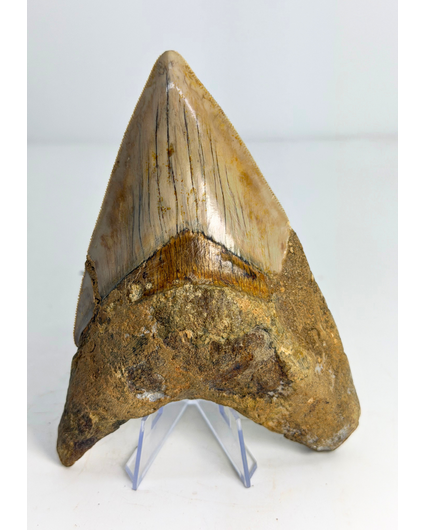 Megalodon tooth ''Dragon of White Veil'' (Indonesia) - 14,2 cm