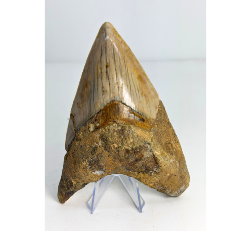 Megalodon tooth ''Dragon of White Veil'' (Indonesia) -14,2 cm