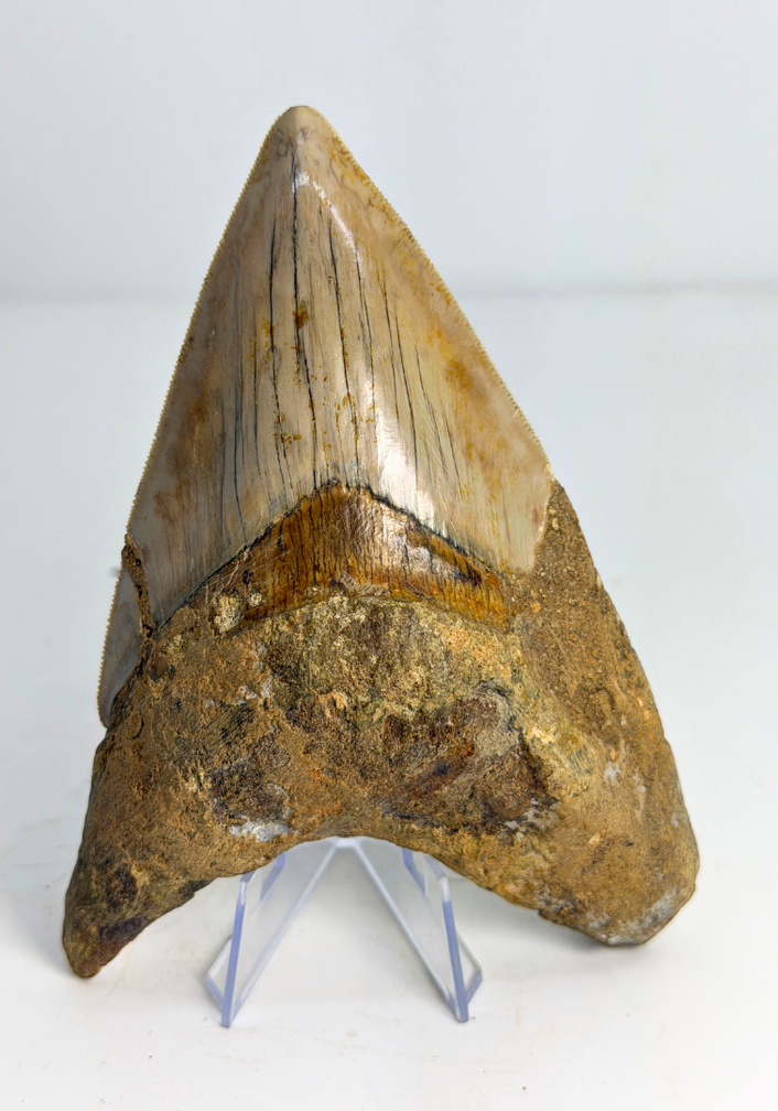 Megalodon-Zahn ''Dragon of White Veil'' (Indonesien) - 14,2 cm