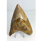 Megalodon-Zahn ''Dragon of White Veil'' (Indonesien) - 14,2 cm