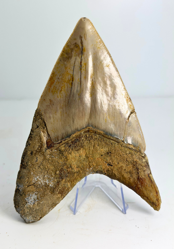 Megalodon tooth ''Dragon of White Veil'' (Indonesia) -14,2 cm