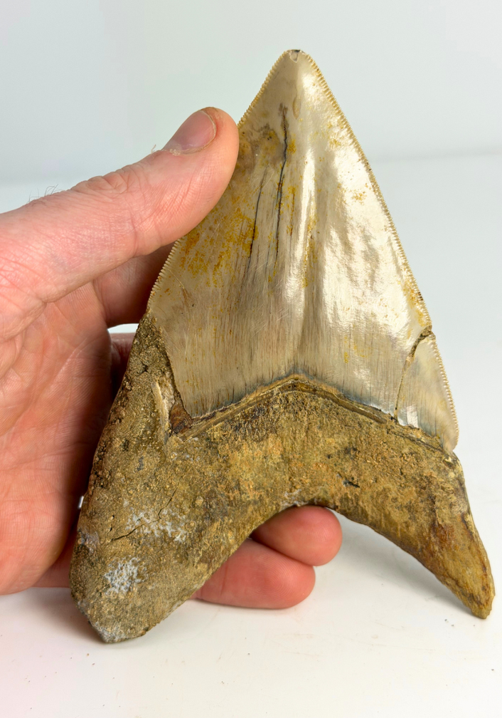 Diente de Megalodon ''Dragon of White Veil'' (Indonesia) - 14,2 cm