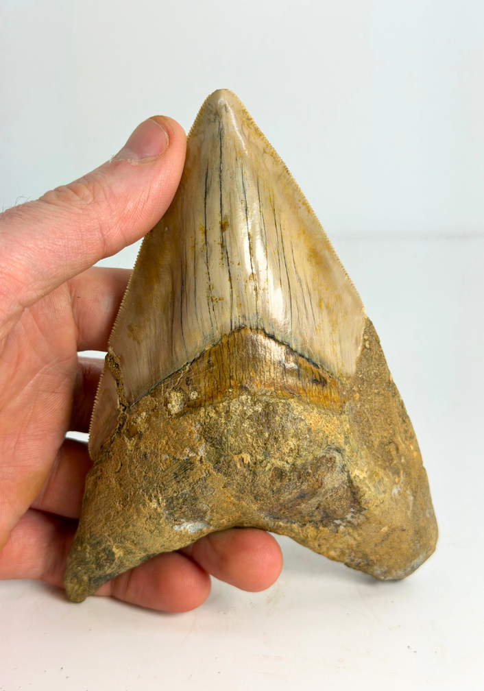 Megalodon tooth ''Dragon of White Veil'' (Indonesia) -14,2 cm