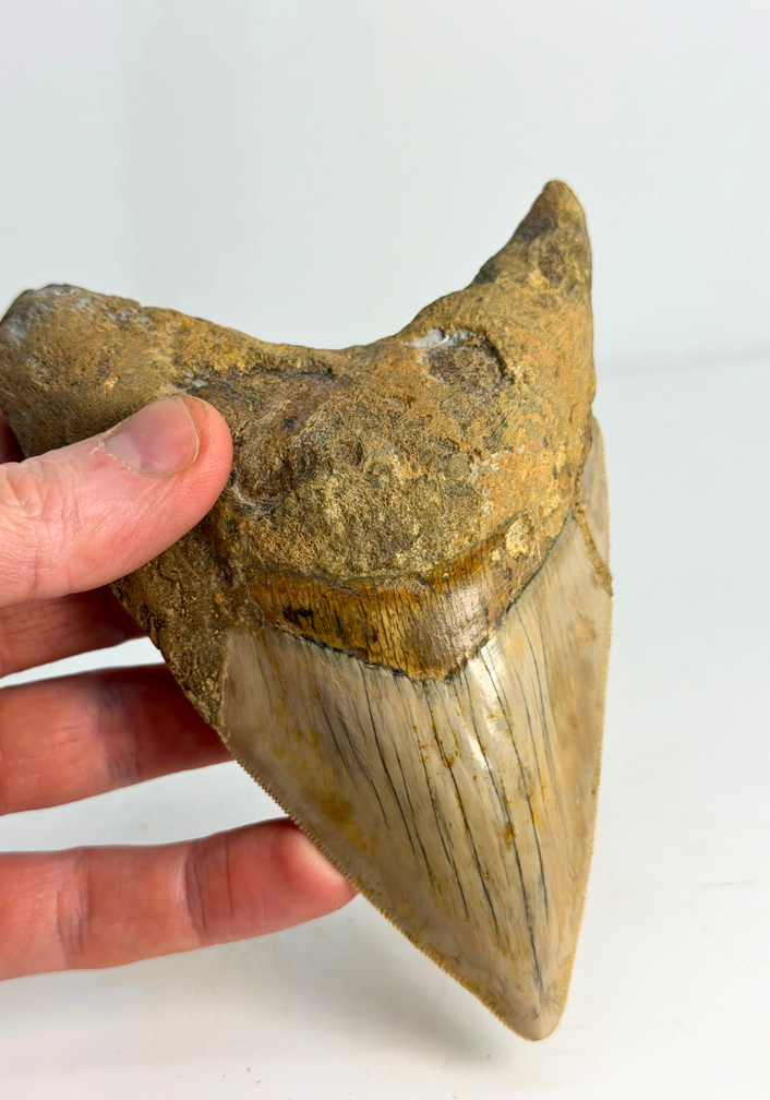 Diente de Megalodon ''Dragon of White Veil'' (Indonesia) - 14,2 cm