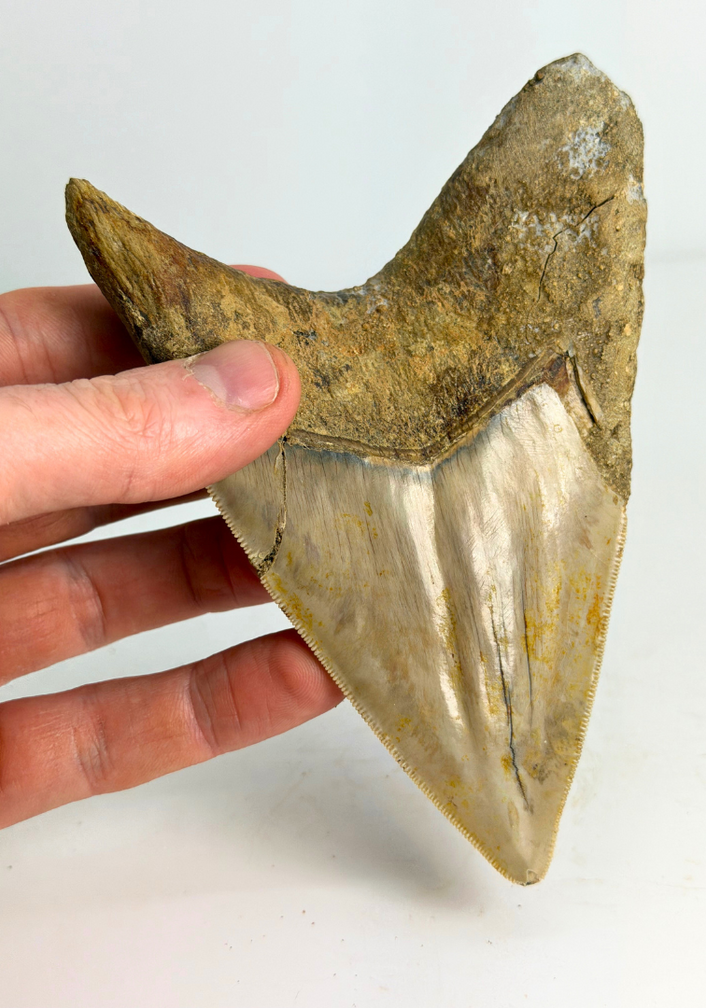 Megalodon tand ''Dragon of White Veil'' (Indonesië) - 14,2 cm