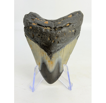 Megalodon Tand "Abyssal Eternal" (VS) - 8,4 cm
