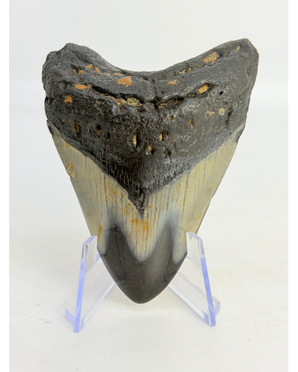 Megalodon Tooth "Abyssal Eternal" (US) - 8,4 cm