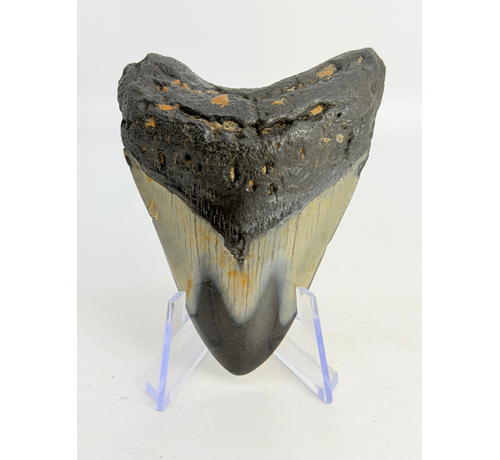 Megalodon Tand "Abyssal Eternal" (VS) - 8,4 cm