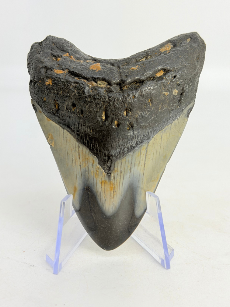 Megalodon Tand "Abyssal Eternal" (VS) - 8,4 cm