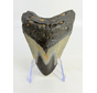 Dent de mégalodon "Abyssal Eternal" (US) - 8,4 cm