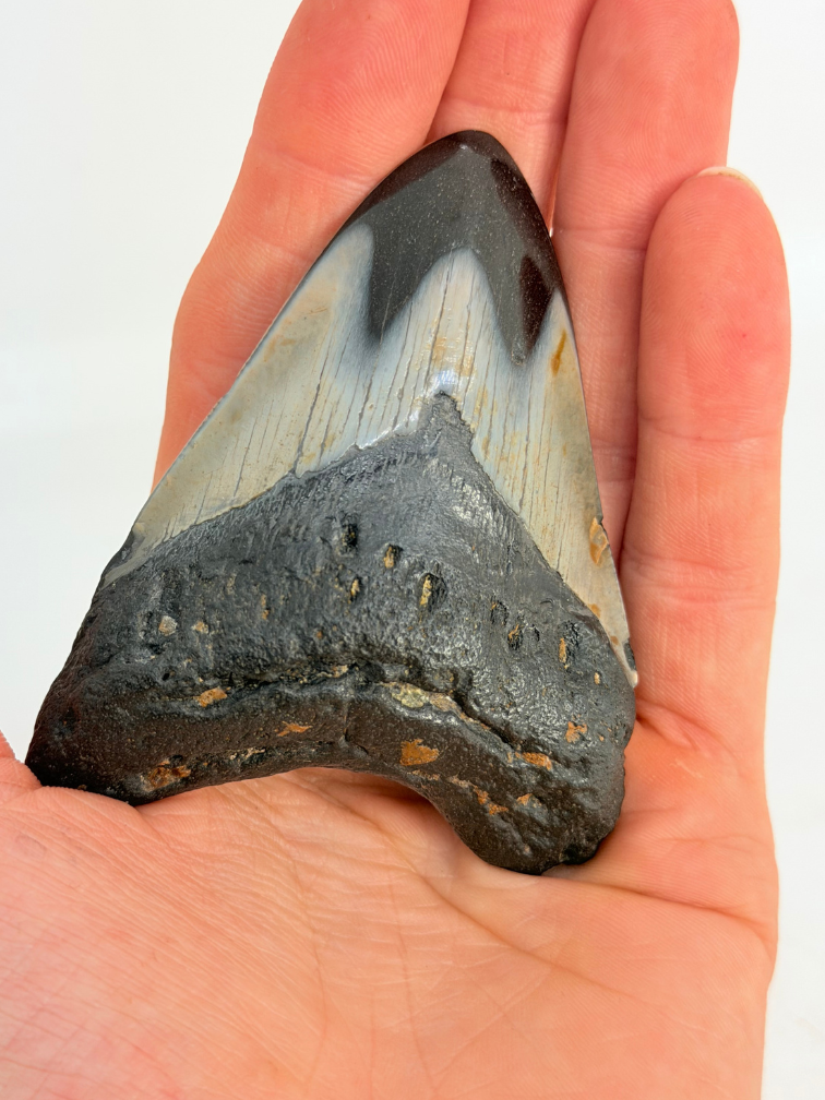 Dent de mégalodon "Abyssal Eternal" (US) - 8,4 cm