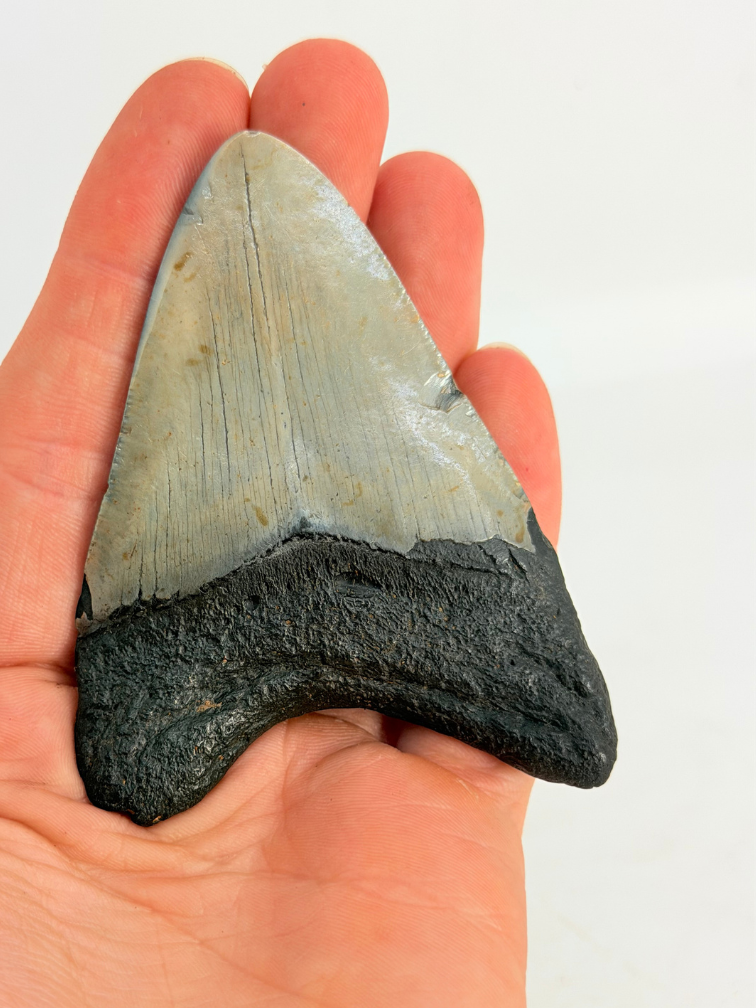 Megalodon-Zahn " Abyssal Eternal" (US) - 8,4 cm
